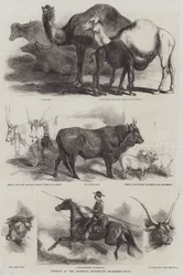 Tiere auf der Ausstellung in Florenz